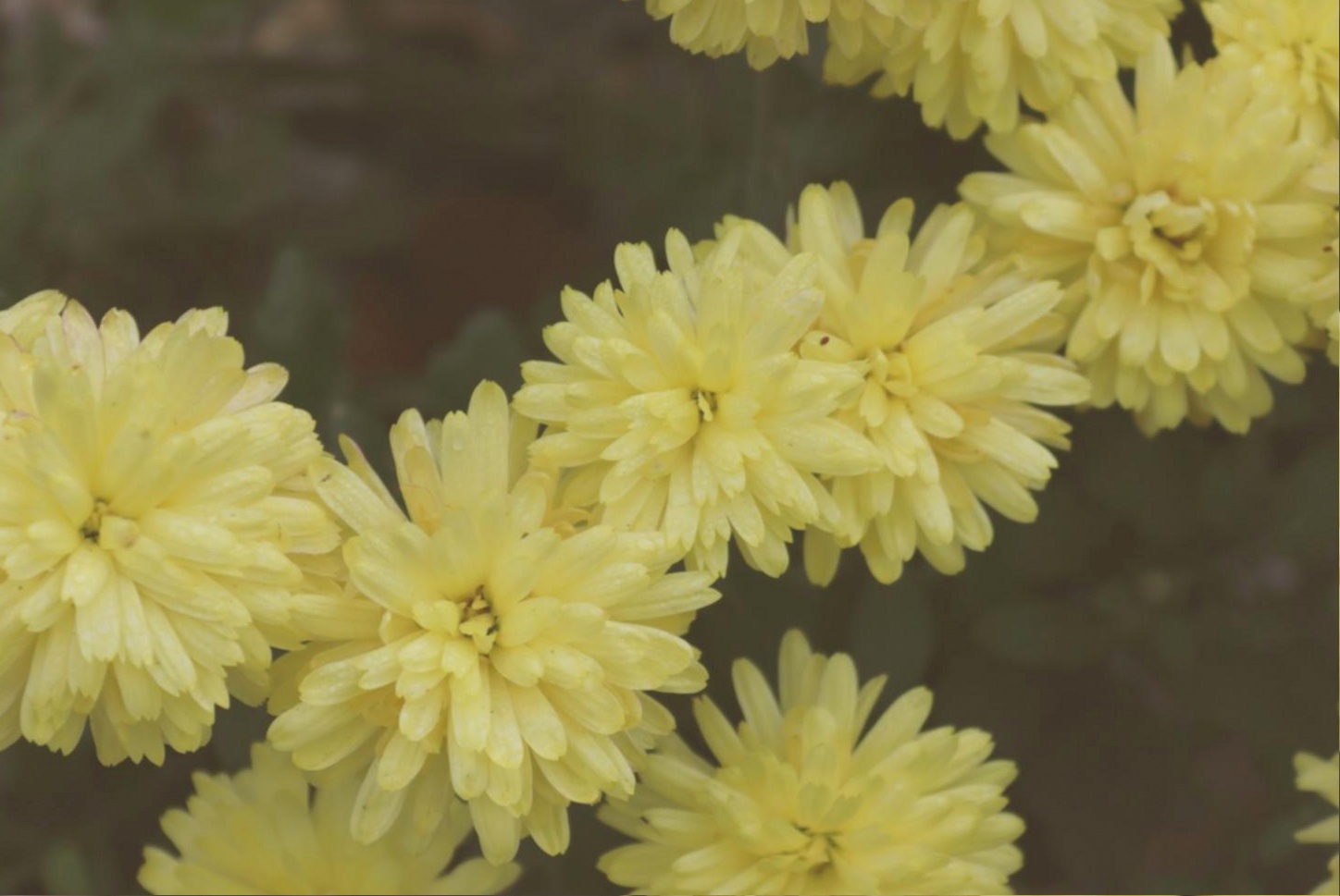 Bouquets naturels en composition artistique